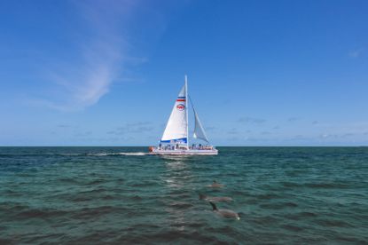 Picture of Fury Dolphin Watch and Historical Harbor Tour